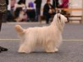 Royalette's Callisto Chinese Crested