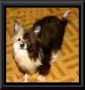 Rochars Country Court Jester  Chinese Crested