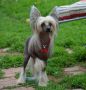 Ognenny Lotos Zhigan Chinese Crested