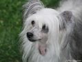 Nora Parabellum Little Champs Chinese Crested