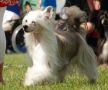 Sun-Hee's Live-ism Chinese Crested