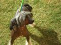 Kissi's Kennel King-Baltasar Chinese Crested
