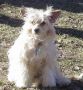 Mystic Centerfold Diva Chinese Crested