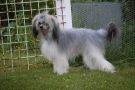 Entirelly Yours   Dandy Mate Chinese Crested