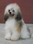Lustalver's Dyuna Chinese Crested