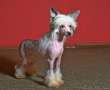 Angel O' Check Begonia Chinese Crested