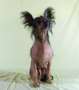 Be My Dog's Golucky For Lysette Chinese Crested