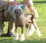 Nina's K Front Runner Chinese Crested