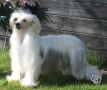 Lionheart Kind A Kute Chinese Crested