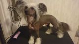 Beauty of XLNZ Eight Miles Left Chinese Crested