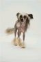 Zucci Rainbow From On High Chinese Crested
