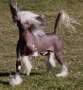 Chinois I Know I Can Chinese Crested