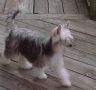 Nauset Picture Me Blue Chinese Crested