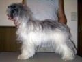 Emm Of Yan House Jp Chinese Crested