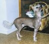 Bedlam Pink Panther Chinese Crested
