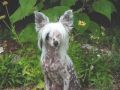 Kalypso's Pickled Pink Chinese Crested