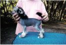 Palar Bad Case Of Loving You Chinese Crested