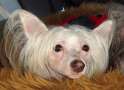 Sweet Honey Mzi To Wonderful Wind Of Dream's Chinese Crested