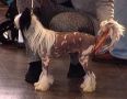 Magic Carpet's Eye Catcher Chinese Crested