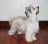 Curlycrest's Beautiful Mess Chinese Crested