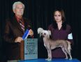 Tournais Burning Midnight Oil Chinese Crested