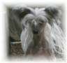 Chinois I Know I Can Roar Chinese Crested