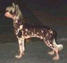 Harlequin Chinese Crested