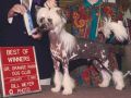Silver Bluff Legend Continues Chinese Crested