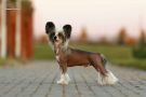 Kranar Le Petit Prince Chinese Crested