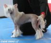 Quickly To Success von Shinbashi Chinese Crested