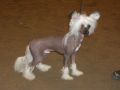 Cute and Crazy Alfons Chinese Crested
