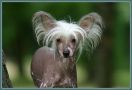 Ulicnica Alexa Lachesis Chinese Crested