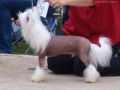 Twice as Nice Rebel Yell Chinese Crested