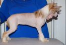 Sun Dan Hopes and Dreams Chinese Crested