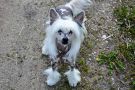 Idee Fixe Winning Smile Chinese Crested