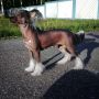 Sofiris Show Believe in Dream Chinese Crested