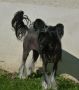 For Your Eyes Only de l'Ore des Rves Chinese Crested