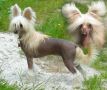 Isabell Gavany's Bohemia Chinese Crested