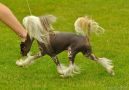 Hundred Acres Dream You Feidhlim Chinese Crested
