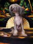 Quick To The Top von Shinbashi Chinese Crested