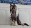 Famous Do You Believe In Magic? Chinese Crested
