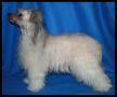 Bl Mandag's Wilma til Avrina Chinese Crested