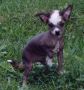 Mirbon's Nico Chinese Crested