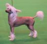 Doucai Parian Adonis Chinese Crested