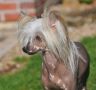 Hera Little Champs Chinese Crested
