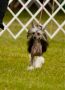 Olivera's She Dances on the Sand Chinese Crested