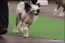 Bree Deray Sun Chinese Crested