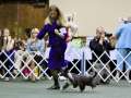 CH. Easter Bodeswell for N'Co. Chinese Crested