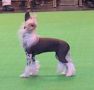 Maralou Wishing On A Star For Zucci Chinese Crested