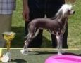 Wendy-Zoor Chinese Crested